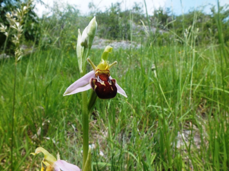 Im Landschaftsschutz- und FFH-Gebiet „Salzgitterscher Höhenzug“ gibt es viele seltene und zum Teil vom Aussterben bedrohte Tier- und Pflanzenarten. Hier zu sehen die Bienen-Ragwurz aus der Familie der Orchideen, die sich vor allem auf Trockenrasen und Magerrasen wohlfühlt. Foto: Rainer Schlicht