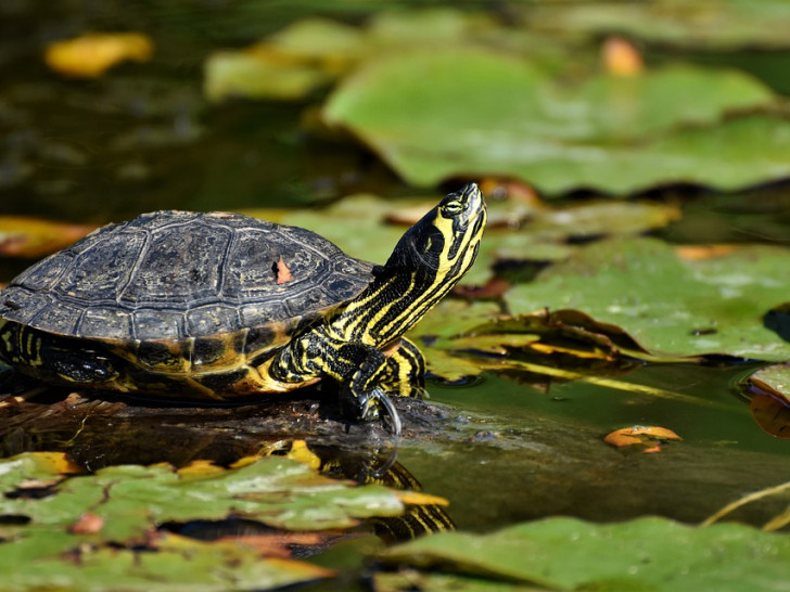 Schildkröte, Symbolbild: Pixabay