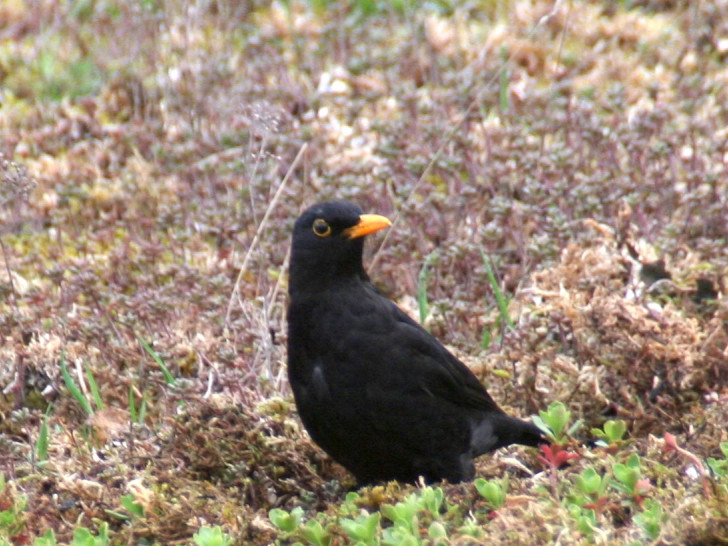 Amseln sind jetzt überall zu hören. Foto: Diethelm Krause-Hotopp