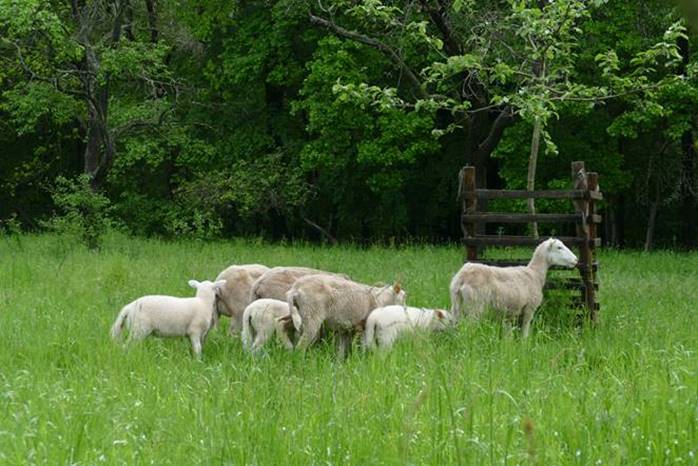 Einige Schafe sind bereits auf den Streuobstwiesen im Schimmerwald unterwegs. Foto: Niedersächsische Landesforsten