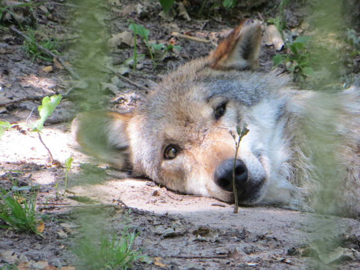 Beim Sommerferien-Talentcampus lernten die Teilnehmer einiges über die faszinierenden Tiere. Foto: Stadt Salzgitter