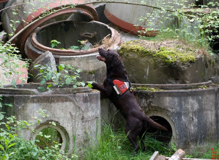 Die Rettungshunder der Malteser im Einsatz. Foto: Malteser Braunschweig