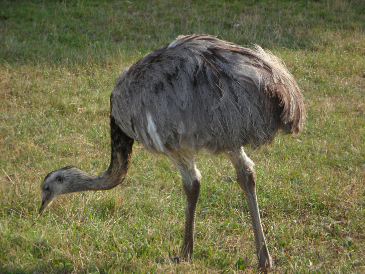 Ob Emu oder Nandu, bislang konnte der Laufvogel noch nicht zu seinem Besitzer zurückgebracht werden. Foto: pixabay
