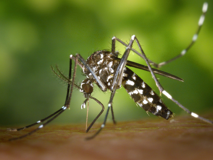 Mücken lieben es feucht und warm und finden daher gerade jetzt optimale Bedingungen für die Vermehrung vor. Symbolfoto: Pixabay