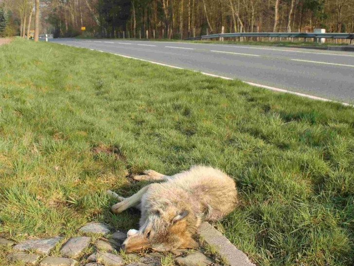 Totfund eines Wolfes an der B 71 in der Lüneburger Heide. Symbolfoto: Wolfberater Oliver Richter