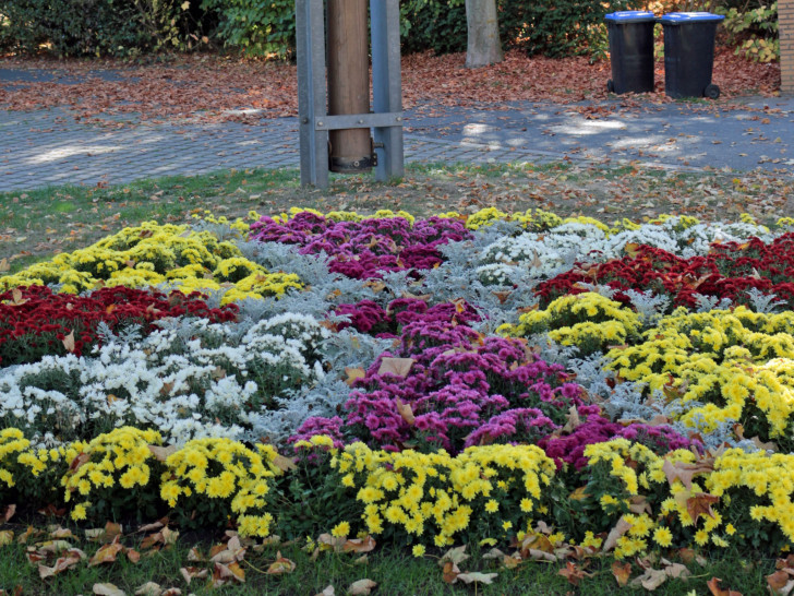 Das Blumenbeet am Pumpenplatz. Foto: Jürgen Lingelbach