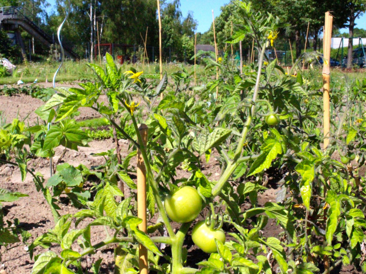 Gibt es in der Stadt bald Obst und Gemüse zum Ernten? Vielleicht wären kleine Tomaten eine Option? Foto: Archiv