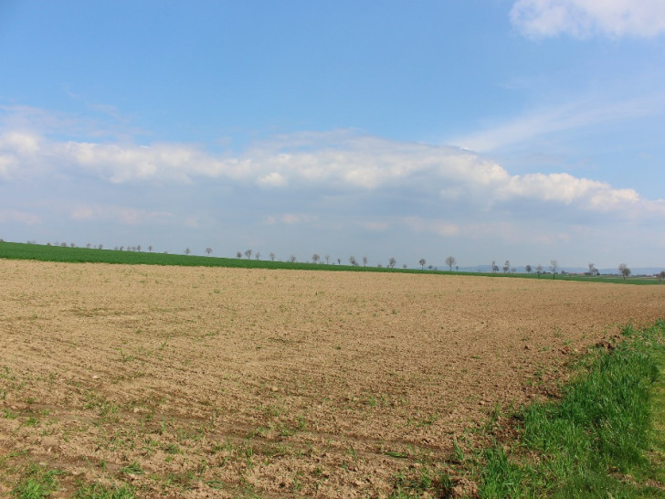 Drei Entwürfe wurden für dieses geplante Baugebiet vorgestellt. Foto: Max Förster