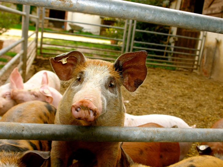 Wieviel ist (uns) ein Schweineleben wert?
Symbolfoto: pixabay