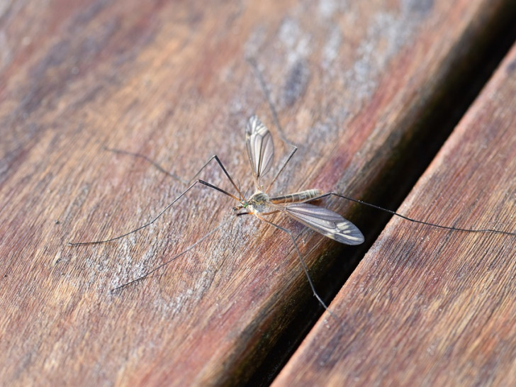 Stechmücken übertragen das Usutu-Virus.
Symbolbild: pixabay
