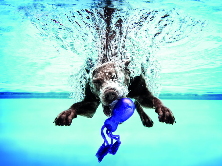 Hundevergnügen pur – das erste Braunschweiger Hundeschwimmen im Freibad Raffteich. Foto: Stadtbad GmbH/Timo Rettenmaier