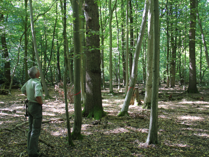 Zum Erhalt der Eichen sind einige Maßnahmen erforderlich. Foto: Niedersächsische Landesforsten