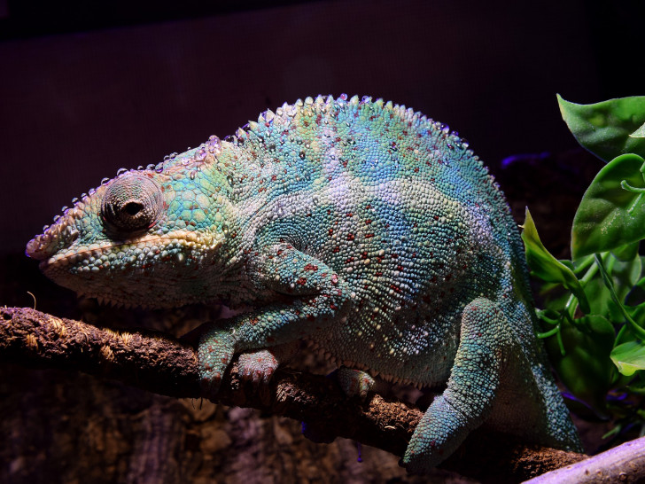 Ein Panther-Chameleon. Foto: Niedersächsische Landesmuseen Braunschweig