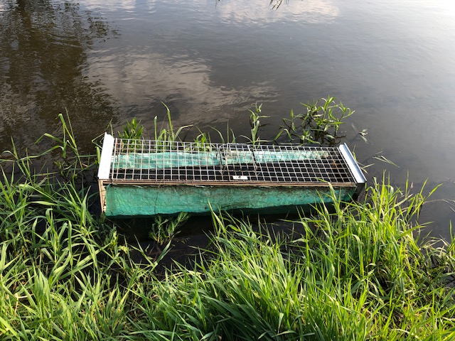 Immer häufiger werden Fallen der Jägerschaft Gifhorn manipuliert oder zerstört. Eine landete in der Oker. Foto: Jägerschaft Gifhorn
