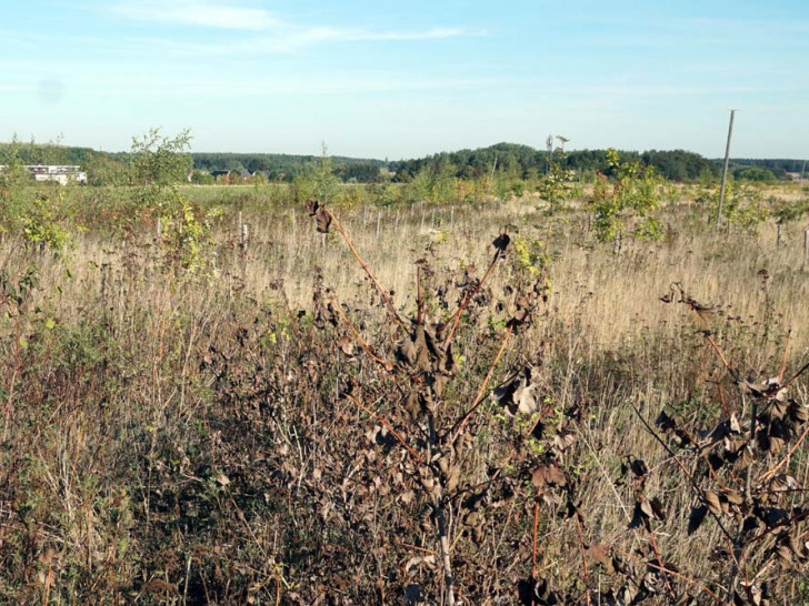 Die Ausgleichsfläche für die Rodungen des Querumer Forstes. Foto: BIBS-Fraktion im Rat der Stadt Braunschweig