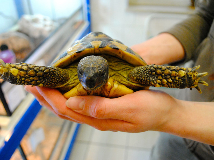 Auch eine Schildkröte lebt im Tierheim Salzgitter.  Foto: Sina Rühland