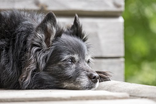 Der 18 Jahre alte Hund konnte seiner Besitzerin übergeben werden. Symbolbild: Pixabay