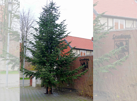 Noch kein ganz fertiger Weihnachtsbaum, aber er steht schon an Ort und Stelle. Foto: Jörg Weber 