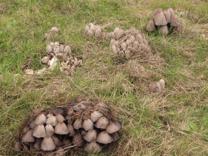 Welche Pilze kann man essen und welche sollte man besser stehen lassen?
Symbolfoto: Anke Donner