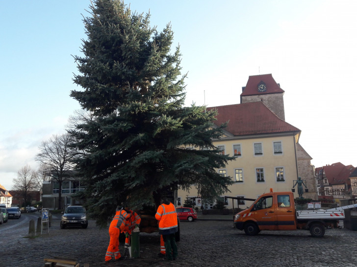 Der „erste“ Schöninger Weihnachtsbaum fiel am Wochenende dem Sturm zum Opfer. Heute wurde bereits Ersatz organisiert. Foto: Stadt Schöningen