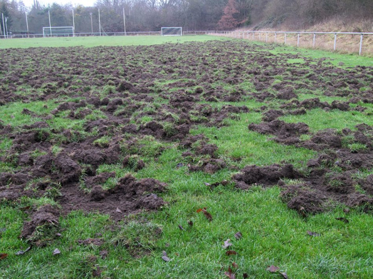 Der B-Platz der Germanen wurde großflächig umgegraben. Foto: privat