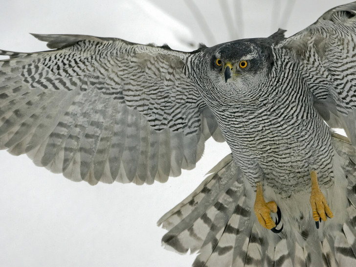 Am Donnertag, den 17. September findet um 19.30 Uhr im Nationalparkhaus Sankt Andreasberg der Vortrag „Der Habicht – Vogel des Jahres 2015“ statt. Foto: NABU