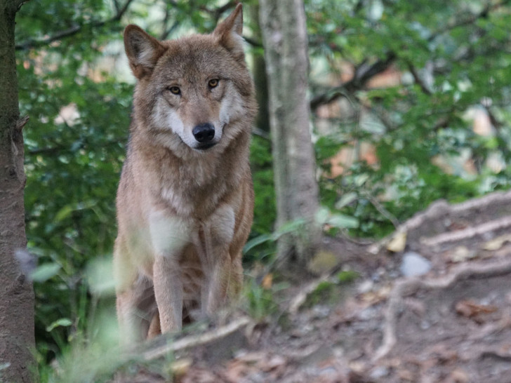 Im letzten Jahr gab es zwei Nachweise für Wölfe im Landkreis. Symbolfoto: pixabay