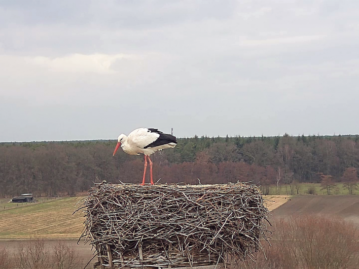 Ob es sich bei diesem Storch um Fridolin handelt, kann noch nicht gesagt werden. Vieles spreche jedoch dafür. Foto: NABU/Bärbel Rogoschik