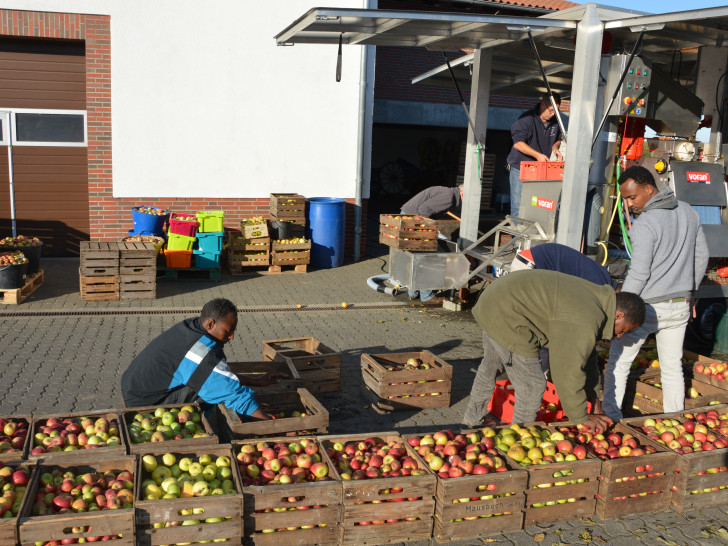 Flüchtlinge stellen die vollen Kisten zur Apfelsaftpressung bereit. Fotos: Privat