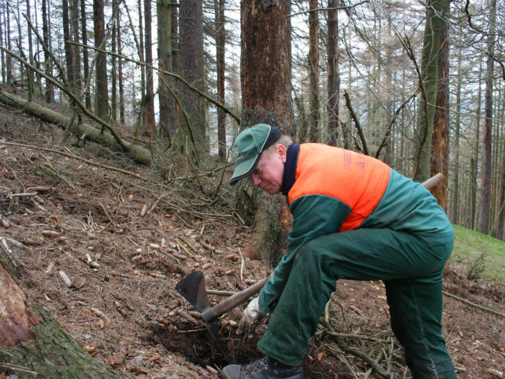 Nationalpark-Forstwirt Klaus-Dieter Kahn bei der Buchenpflanzung im Eckertal. Foto: Privat