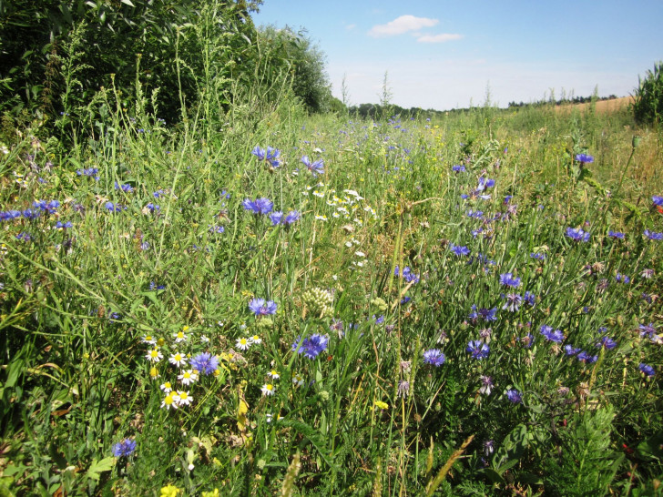 Kornblumen am Hellebach. Foto: Rainer Schlicht