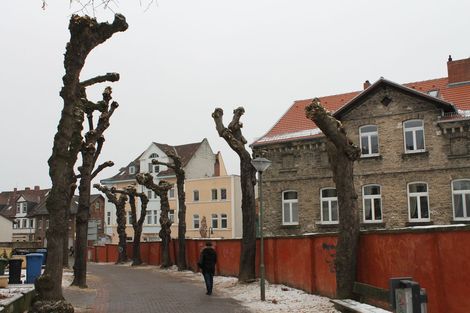 DIe Kopfbäume am "Kleinen Wall" nach dem letzten Beschnitt. Sie bilden danach wieder dünne Äste aus. 