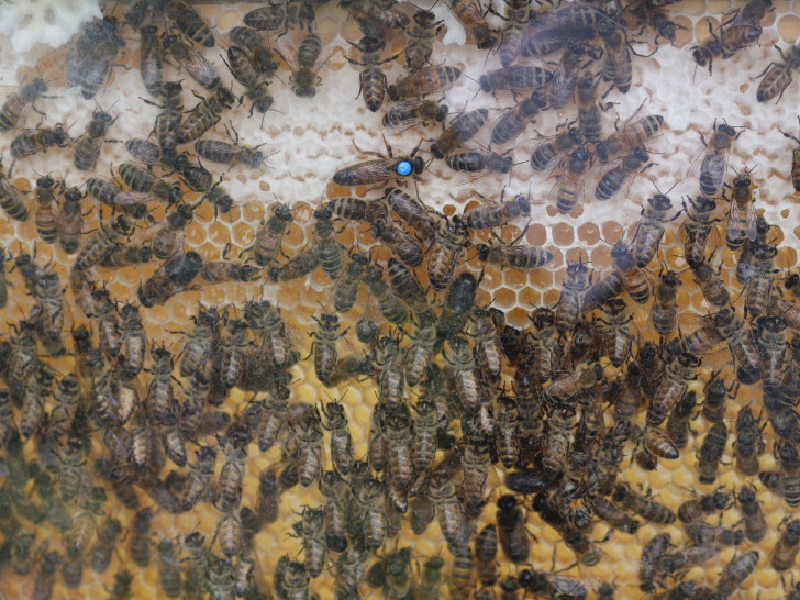 Imker und Veranstalter wollen am Bienentag auf die Probleme Aufmerksam machen. Foto: Archiv/ Braumann