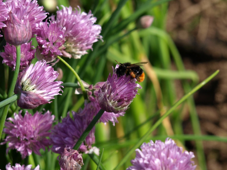 In einem natürlichen Garten geht es den Insekten gut. Foto: NABU/Marlies Gräwe