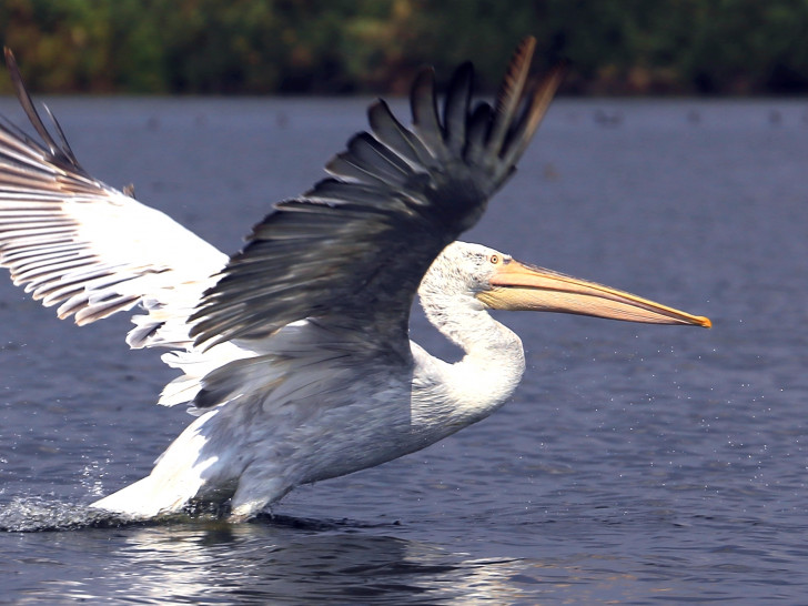 Auch die prächtigen Pelikane kommen in Rumänien vor. Foto: Peiner Bio AG