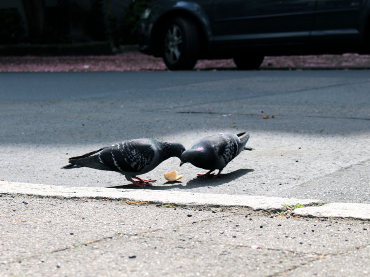 Die CDU will die Abfalleimer gegen Vögel sichern, Foto: Archiv