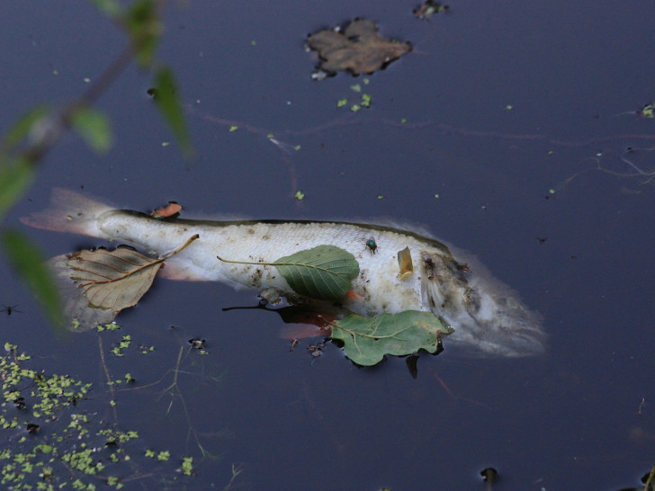 In der Warmen Bode wurden tote Fische gefunden. Symbolfoto: pixabay