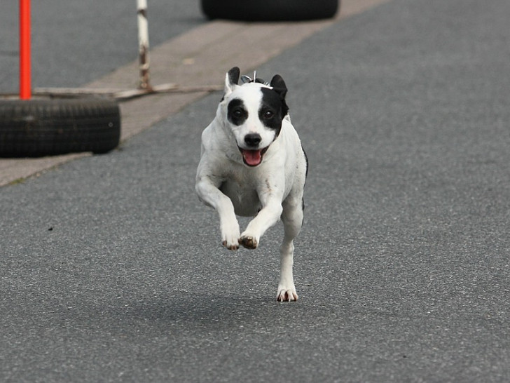 Hunde rennen für die Medaille. Foto: Privat