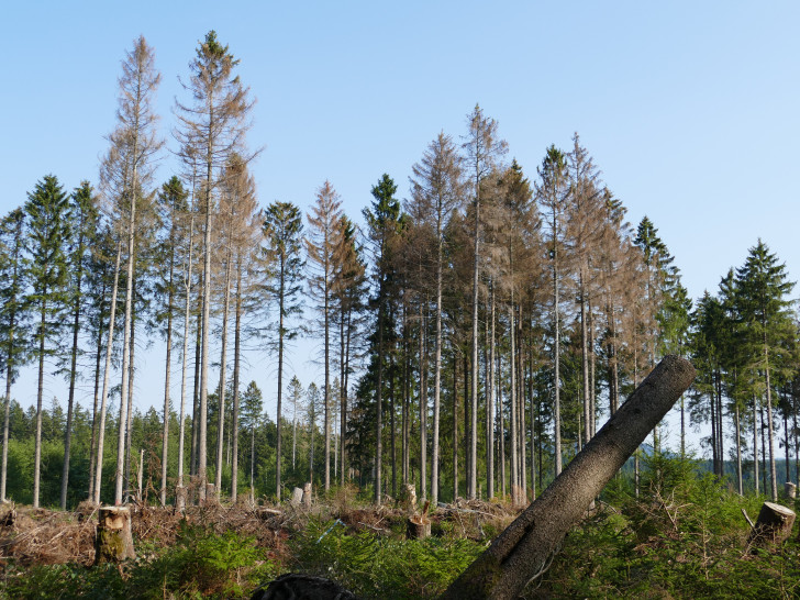 Die witterungs- und befallbedingten Schäden im Harz sind deutlich zu erkennen. Foto: NLF