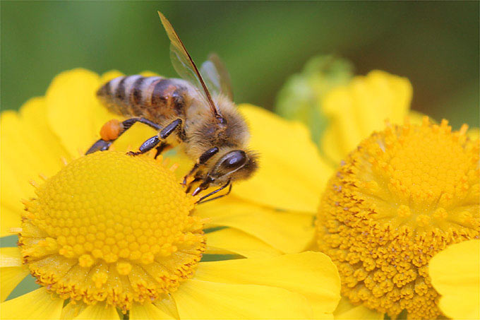 Seit Sommer 2017 gibt es in Thiede ein neues Bienenvolk. Foto: NABU/Helge May