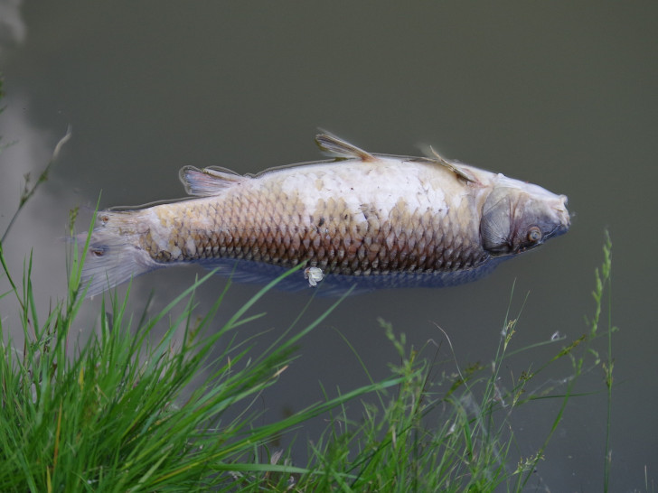 Sauerstoffmangel führte zum Fischsterben in der Aller. Symbolfoto: Pixabay