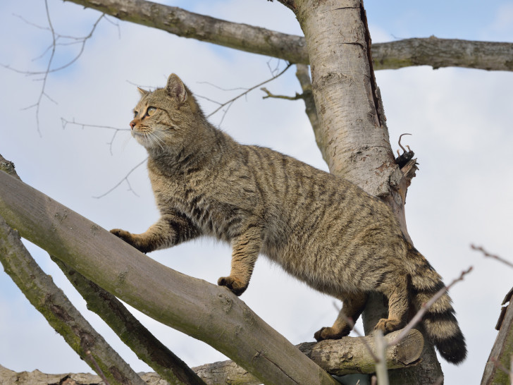Im Kulturbahnhof Wolfenbüttel veranstaltet der BUND einen Vortrag über Wildkatzen. Foto: BUND Bundesverband