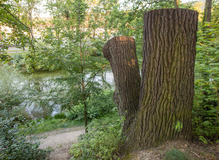 Fünf Bäumen geht es am Holzberg an den Kragen. Symbolfoto: Alec Pein