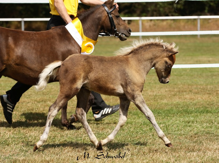 Er hat gewonnen: Der kleine Hengst "Jo MK". Foto: Mariane Schwöbel