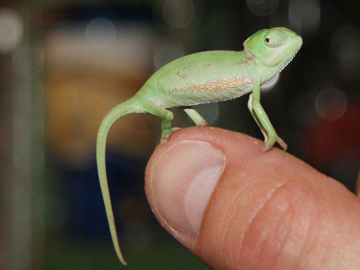 Fotos: M. Regent, Staatliches Naturhistorisches Museum