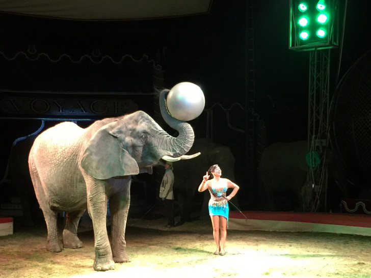 Ein afrikanischer Elefant im Circus Voyage. Die Organisation PETA spricht sich gegen Wildtiere im Zirkus aus. Foto: Circus Voyage
