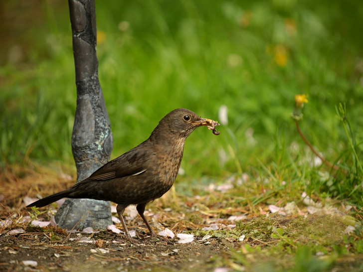 Entwarnung für den heimischen Garten - Singvögel können keine Geflügel-Pest bekommen. Foto: CC0