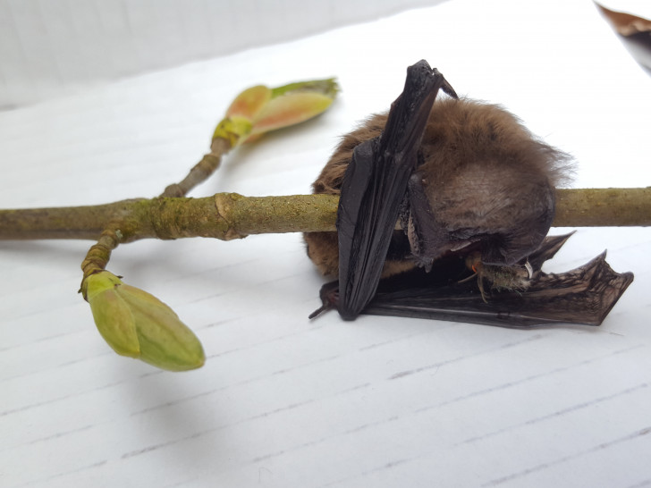 Die Fledermaus wurde mit einer Flügelverletzung zu einem Spezialisten gebracht. Foto: Feuerwehr Hahnenklee-Bockswiese