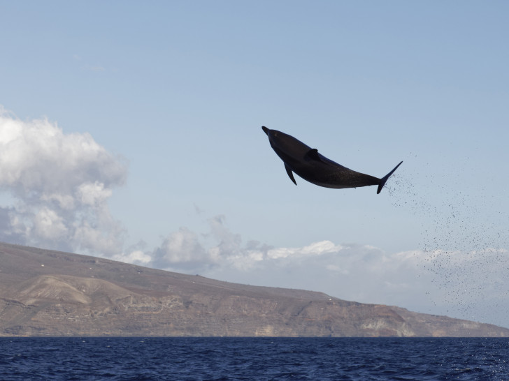 Ein atlantischer Fleckendelfin vor La Gomera Foto: Hansjörg Hörseljau