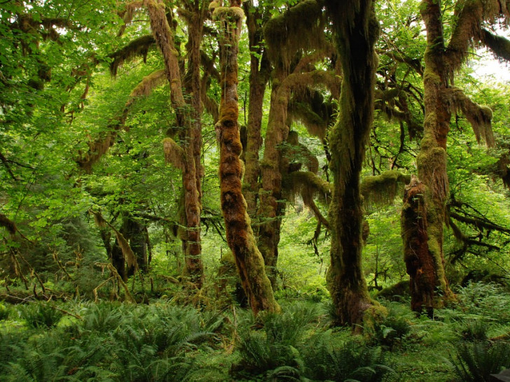 Der Regenwald.
Symbolfoto: pixabay
